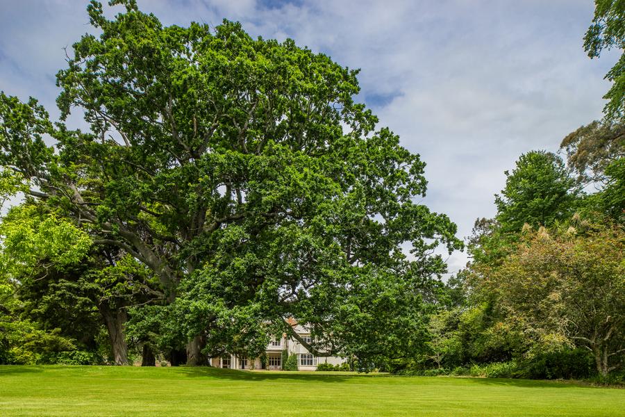 Napolean's oak tree