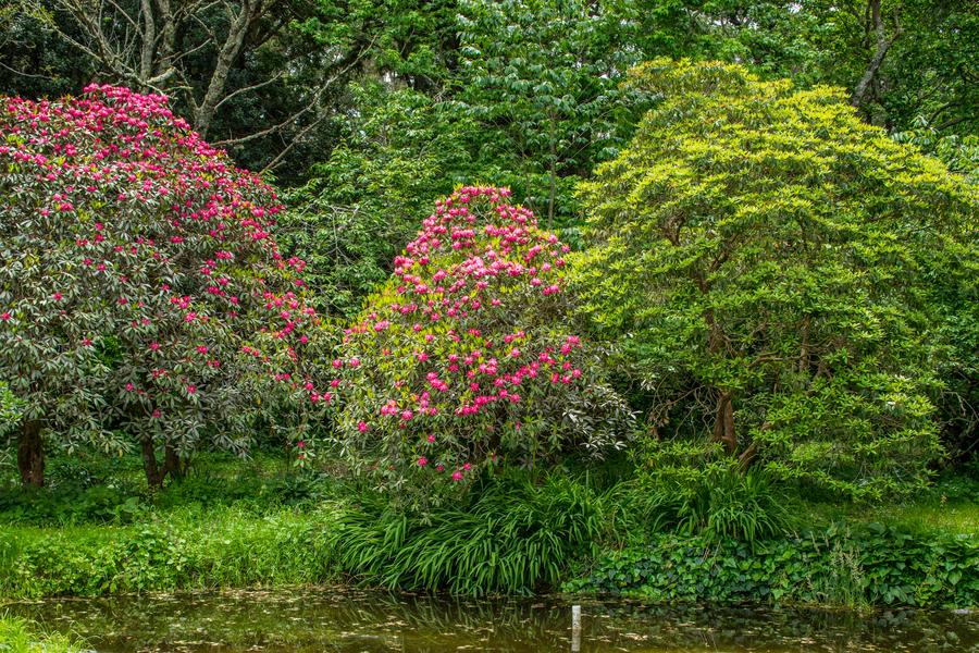 The pond